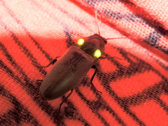 Pyrophorus