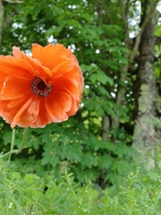 Papaver × pseudo-orientale