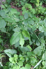 Euonymus leiophloeus