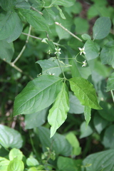 Euonymus leiophloeus