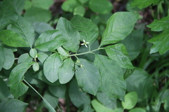 Euonymus leiophloeus