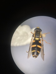 Xanthogramma pedissequum