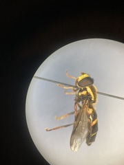 Xanthogramma pedissequum