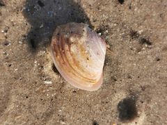 Macoma balthica