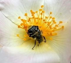 Trichiotinus assimilis