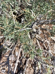Psorothamnus fremontii
