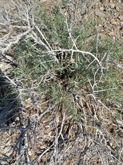 Psorothamnus fremontii