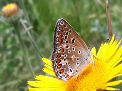 Polyommatus escheri