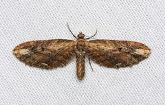 Eupithecia subapicata