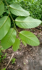 Annona senegalensis