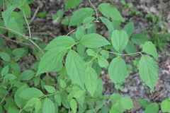 Philadelphus caucasicus