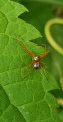 Philodromus marxi