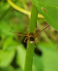 Philodromus marxi