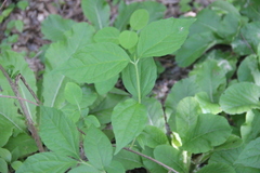 Philadelphus caucasicus