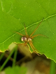 Philodromus marxi