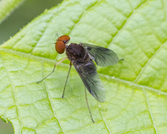 Chrysopilus quadratus