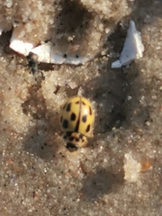 Propylea quatuordecimpunctata