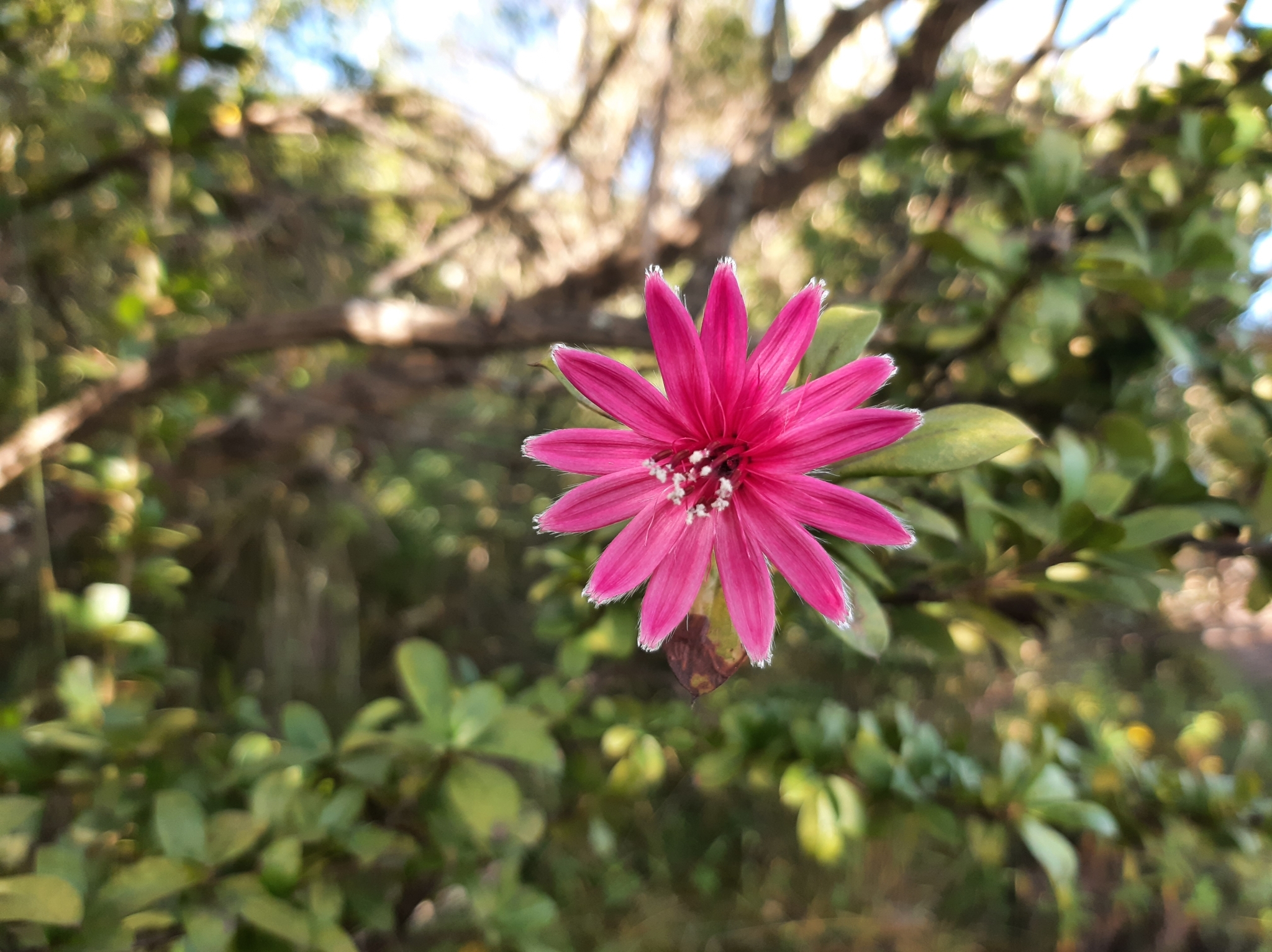 Barnadesia arborea image