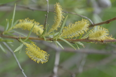 Salix exigua