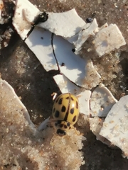 Propylea quatuordecimpunctata