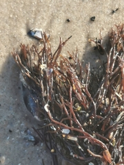 Furcellaria lumbricalis