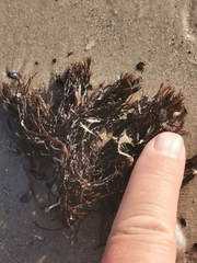 Furcellaria lumbricalis