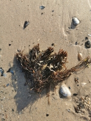 Furcellaria lumbricalis