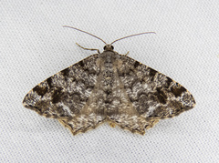 Macaria signaria