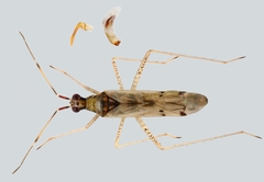 Dicyphus josifovi