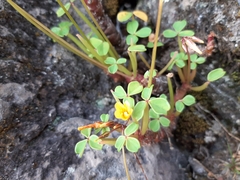 Oxalis peduncularis