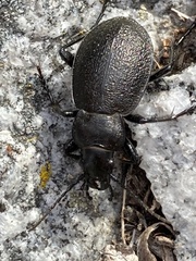 Calosoma luxatum
