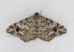 Macaria signaria