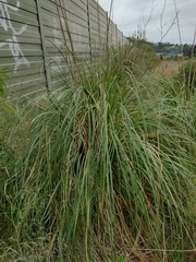 Cortaderia selloana