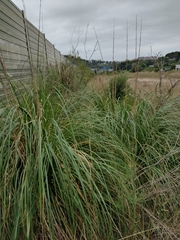 Cortaderia selloana