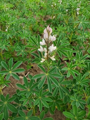 Lupinus albus