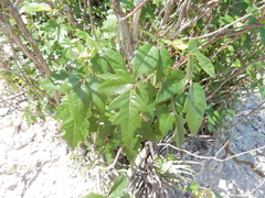 Toxicodendron radicans verrucosum