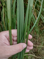 Cortaderia selloana