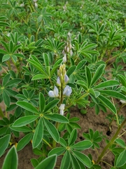 Lupinus albus
