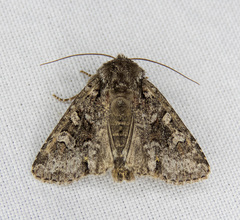 Lacinipolia cuneata