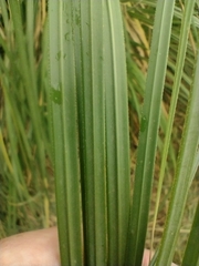 Cortaderia selloana