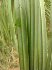 Cortaderia selloana