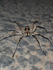 Lycosidae