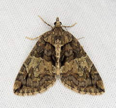 Hydriomena crokeri