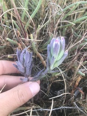 Chloropyron maritimum