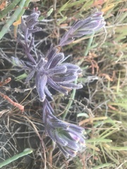 Chloropyron maritimum