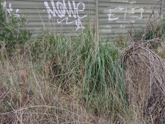 Cortaderia selloana