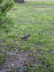 Turdus pilaris