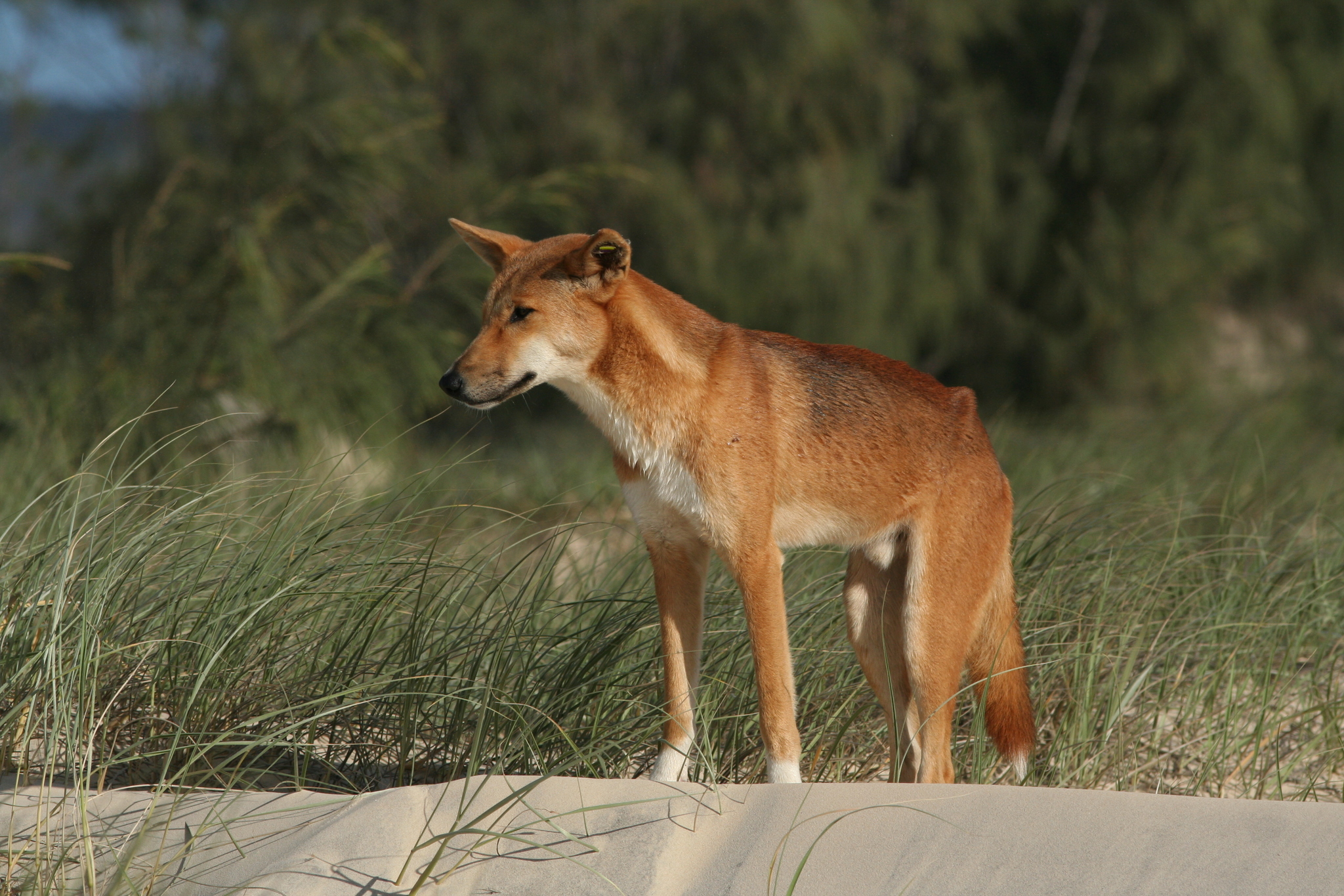 Australian dingo (Canis lupus dingo) - JungleDragon