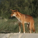 Dingo - Photo (c) Glen Fergus, some rights reserved (CC BY-SA)