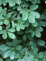 Akebia